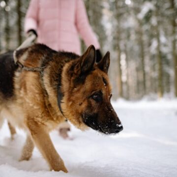 Lady walking dog in snow